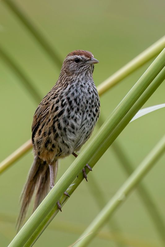 New Zealand Fernbird