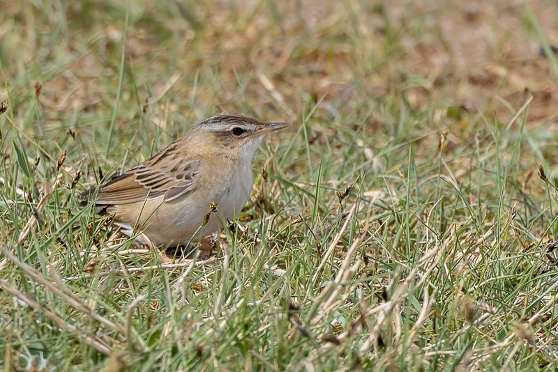 Pallas's Grasshopper Warbler