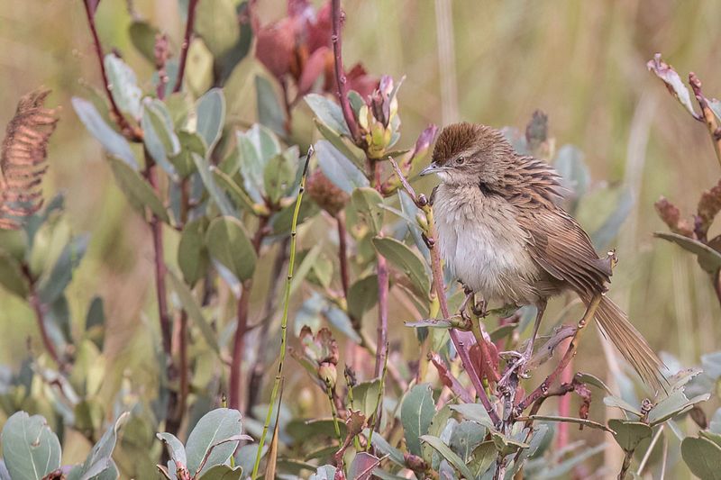 Papuan Grassbird