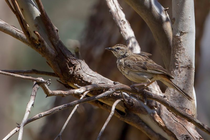 Rufous Songlark