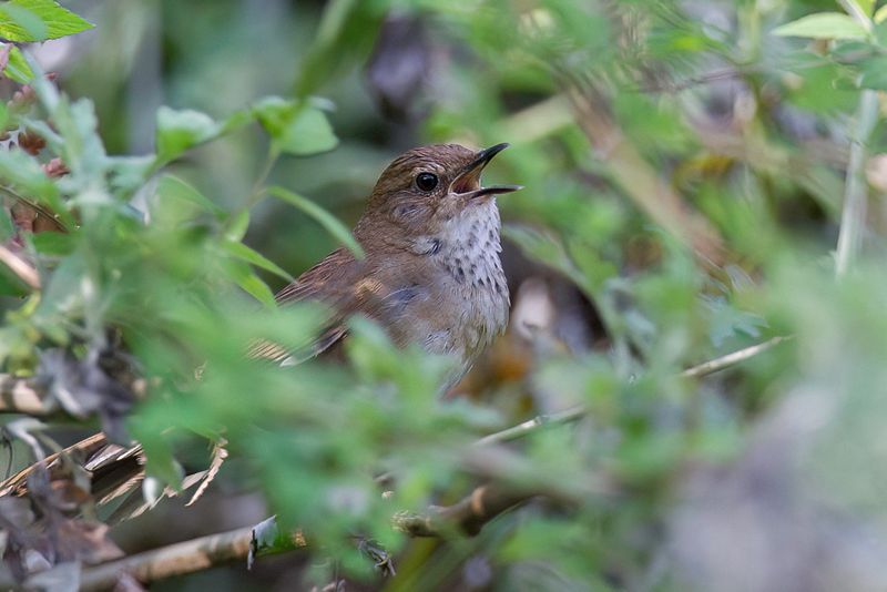 Russet Bush Warbler