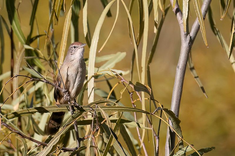 Spinifexbird