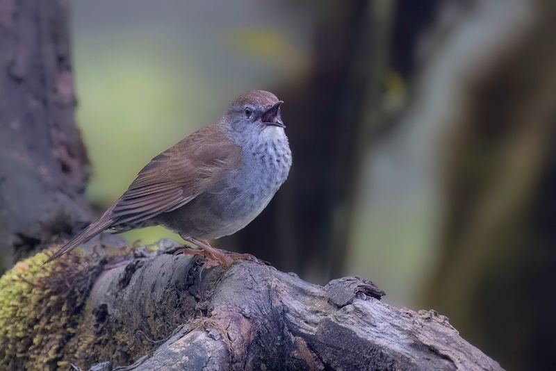 Spotted Bush Warbler