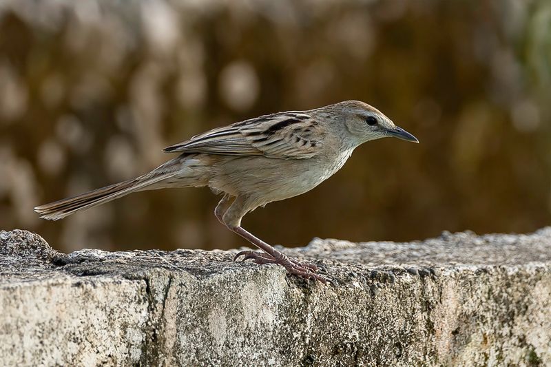 Striated Grassbird