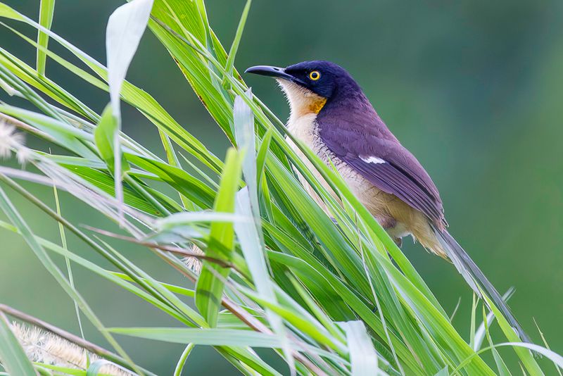Black-capped Donacobius