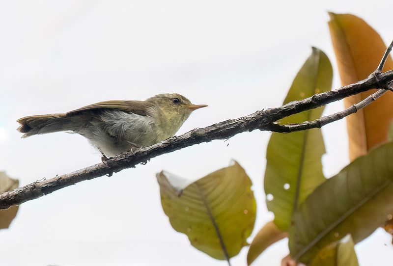 Cryptic Warbler