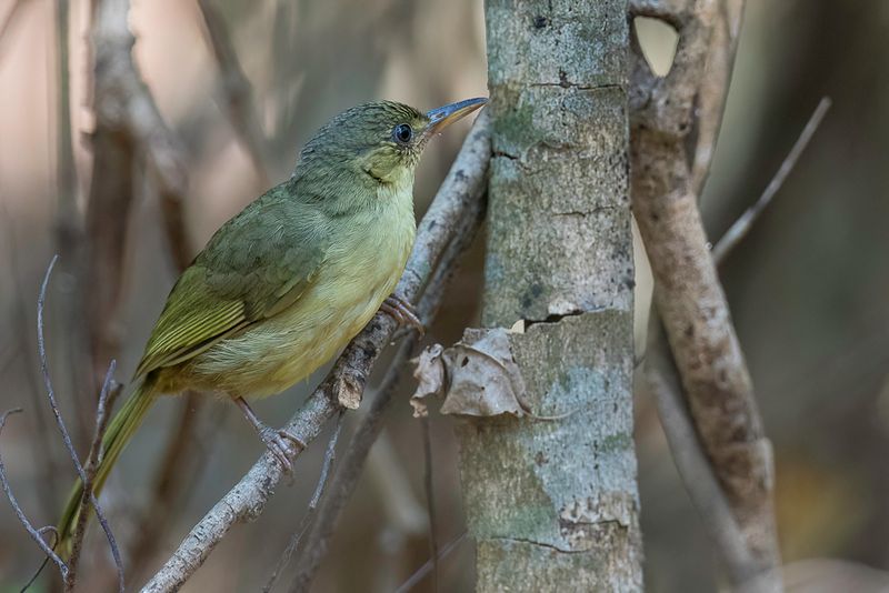 Long-billed Bernieria