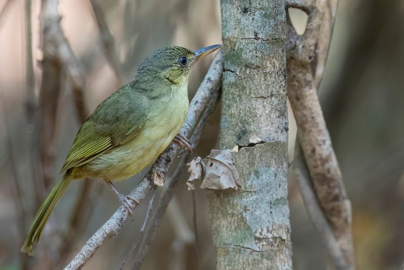 Long-billed Bernieria