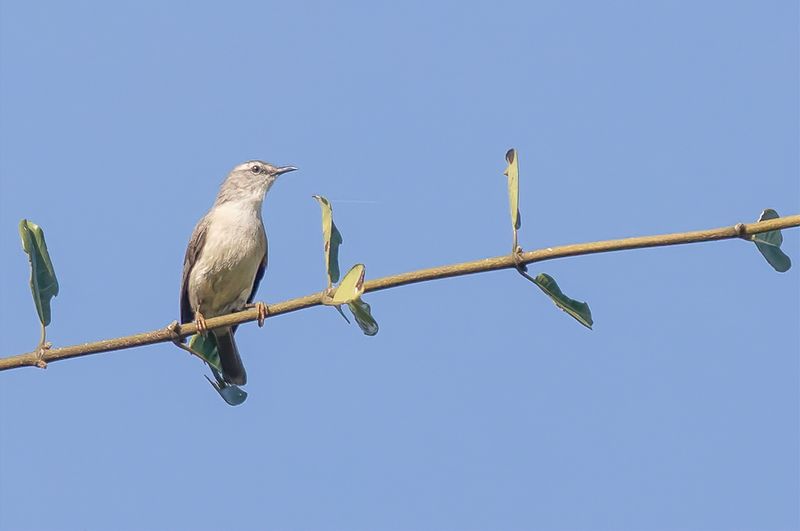 Rand's Warbler