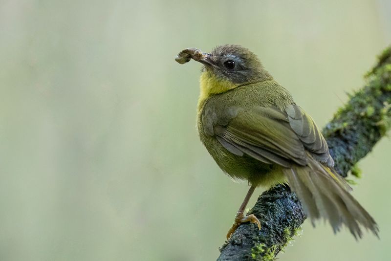 Wedge-tailed Jery