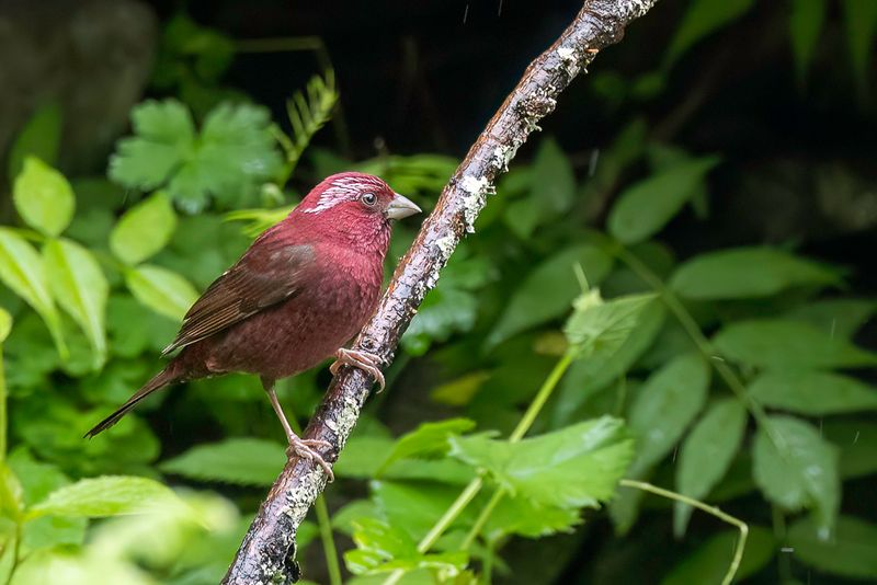 Vinaceous Rosefinch - Wijnroodmus - Roselin vineux (m)