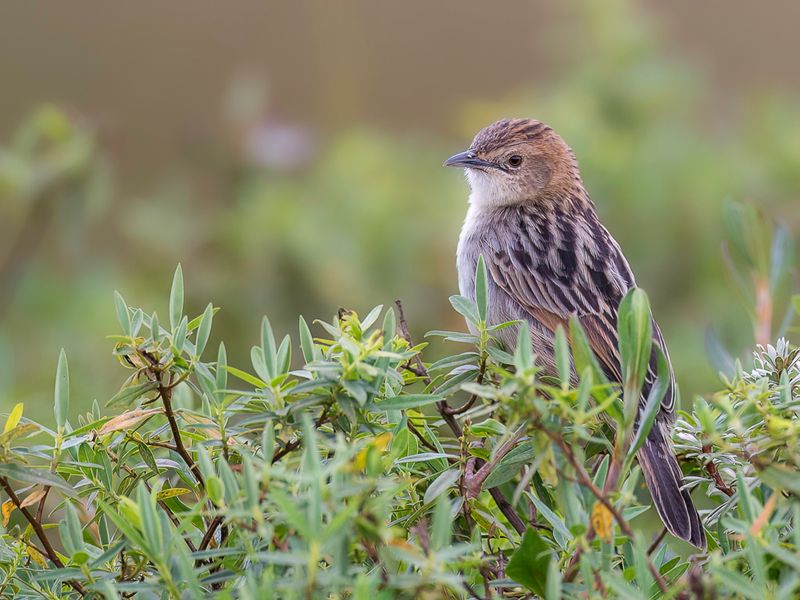 Aberdare Cisticola