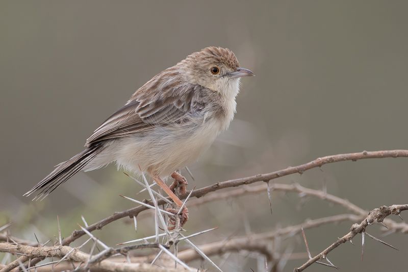 Ashy Cisticola