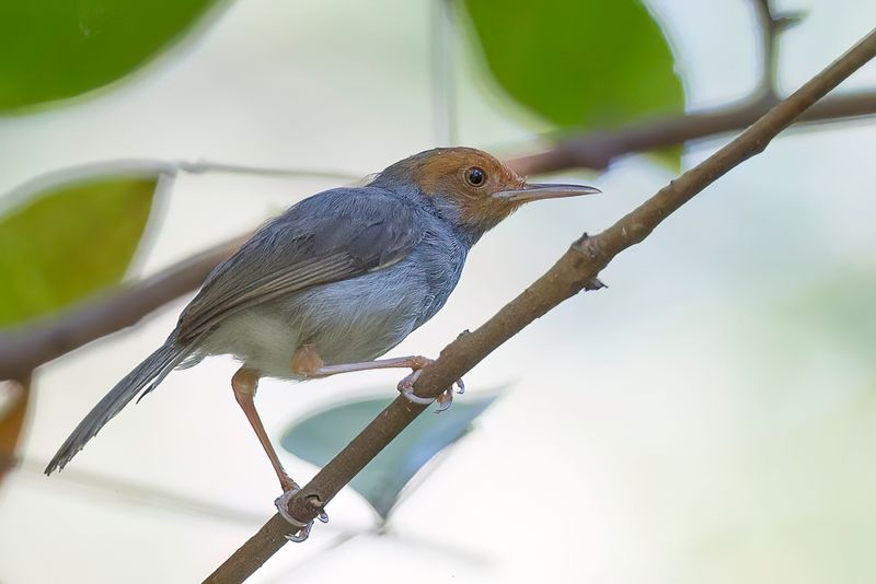 Ashy Tailorbird