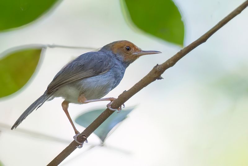 Ashy Tailorbird