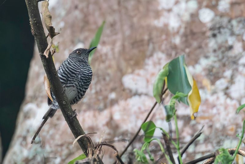 Banded Prinia