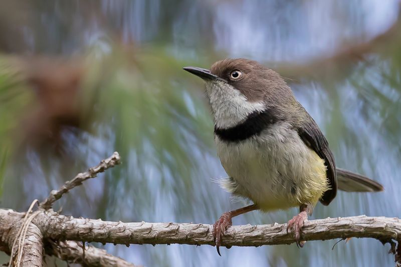 Bar-throated Apalis
