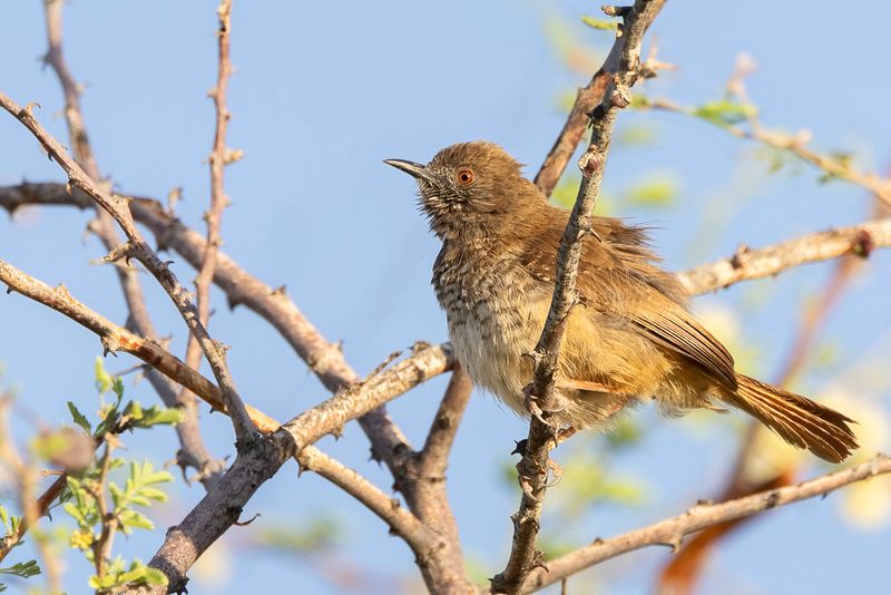 Barred Wren-Warbler