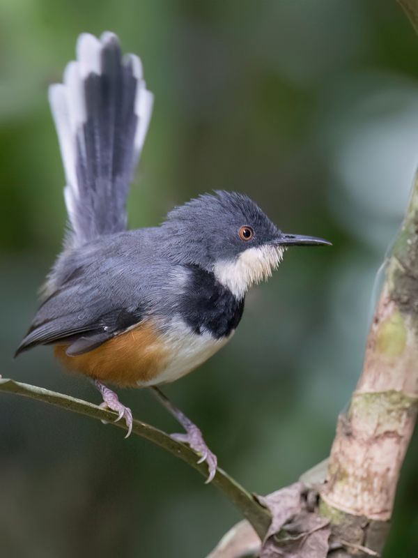 Black-collared Apalis
