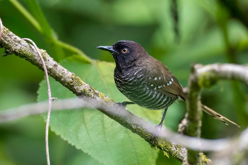 Banded Prinia