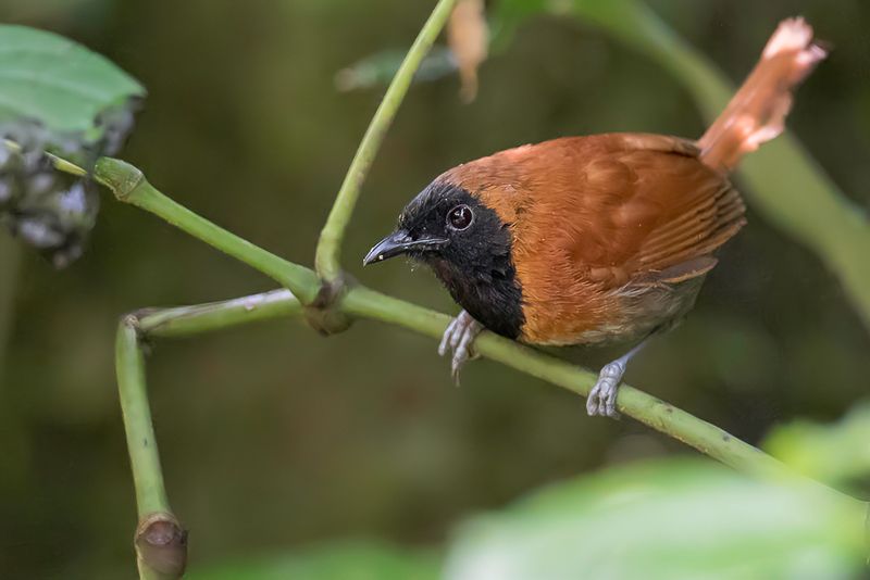Black-faced Rufous Warbler