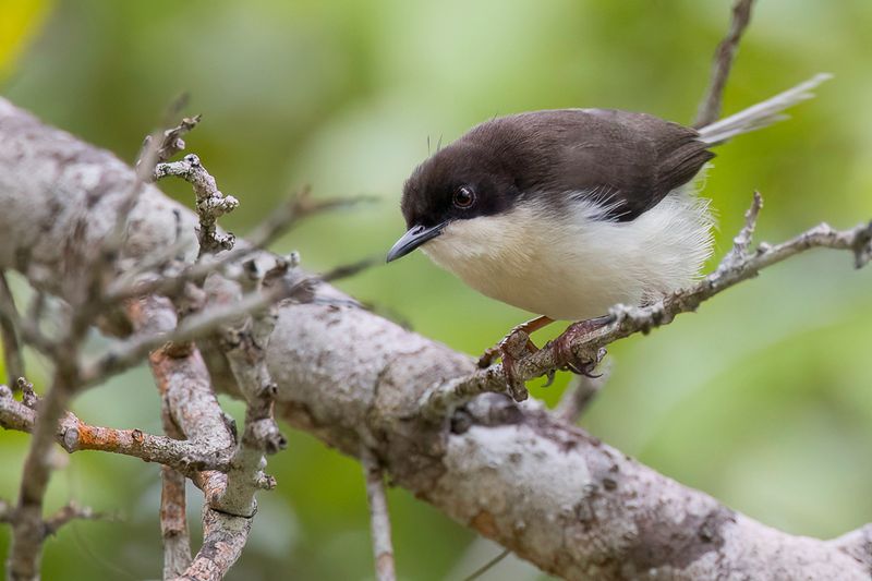 Black-headed Apalis