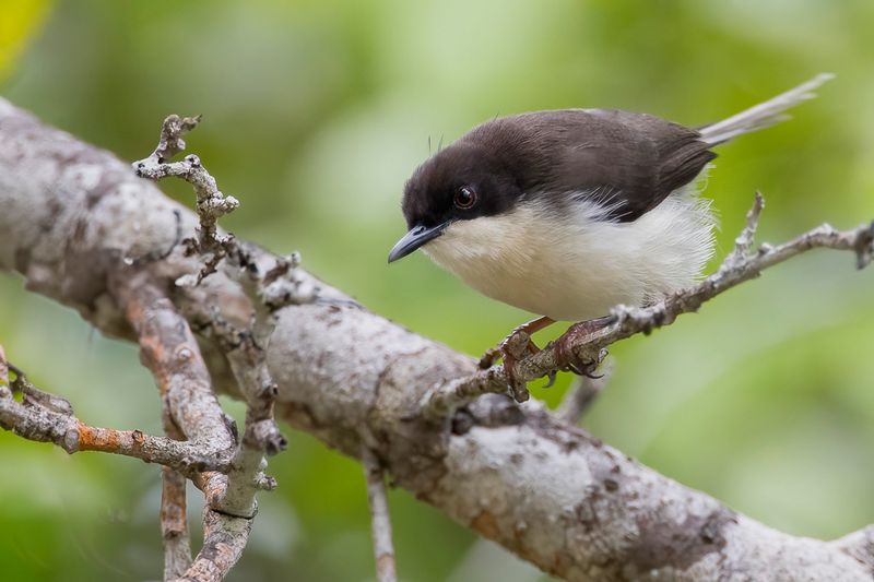 Black-headed Apalis