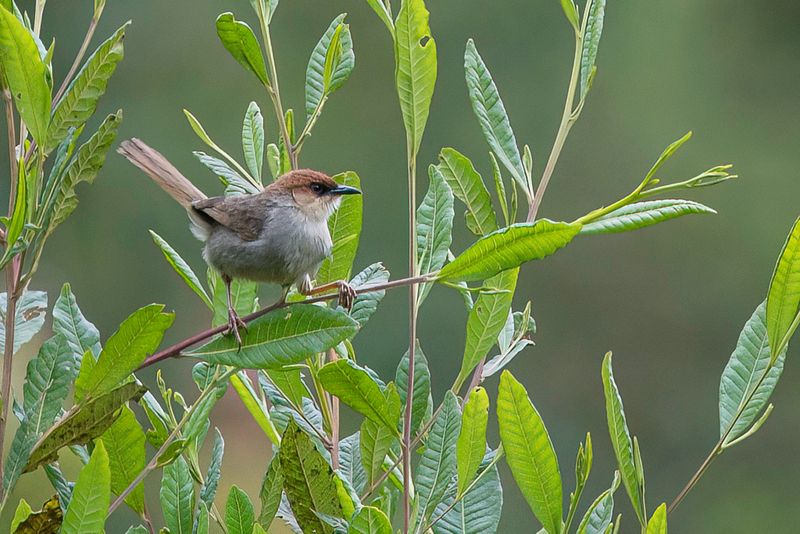 Black-lored Cisticola