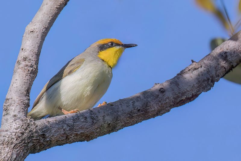 Black-necked Eremomela