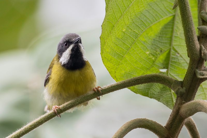Black-throated Apalis