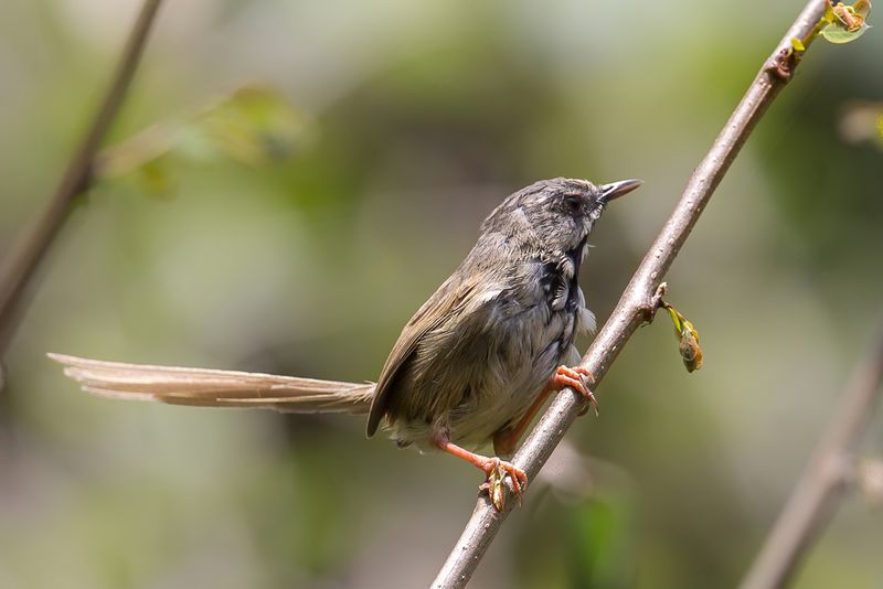 Black-throated Prinia