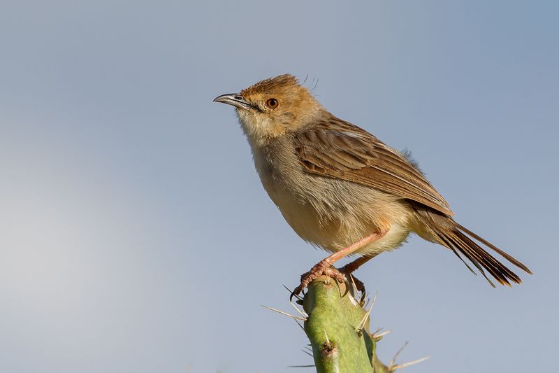 Boran Cisticola