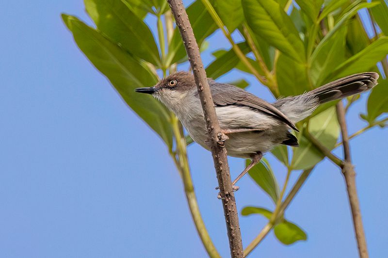 Brown-headed Apalis