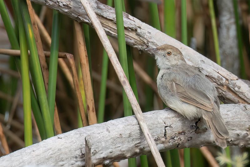 Bubbling Cisticola