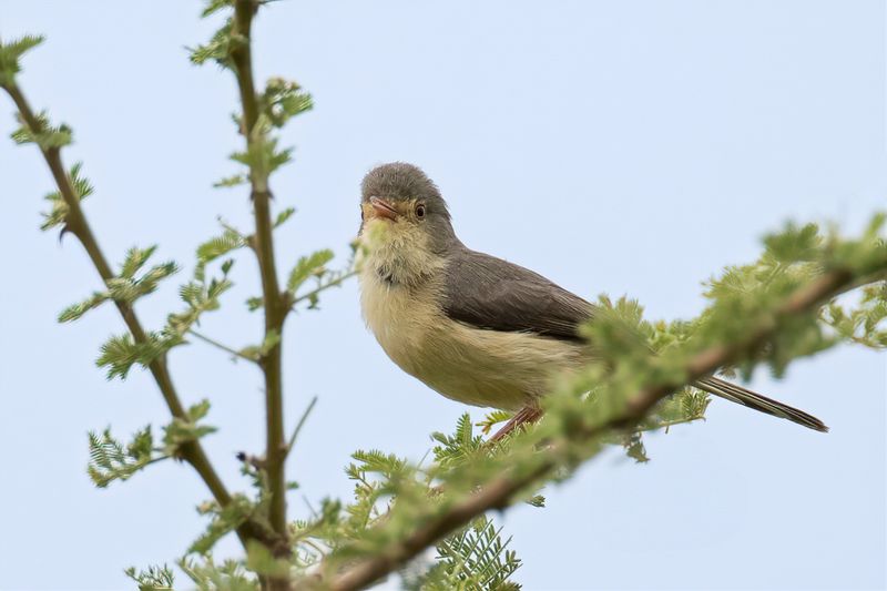 Buff-bellied Warbler