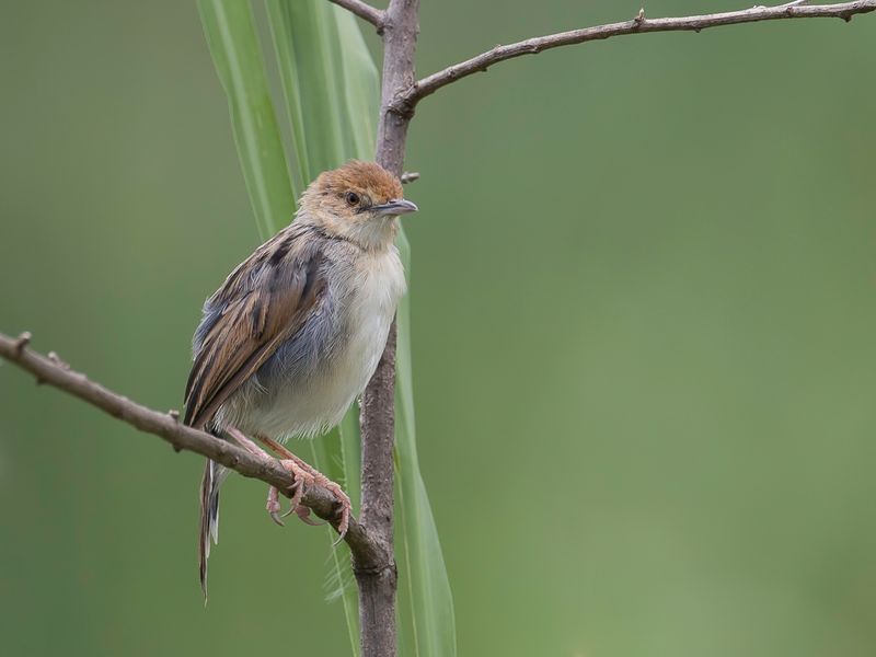 Carruthers's Cisticola