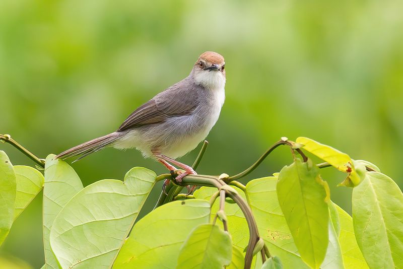 Chattering Cisticola