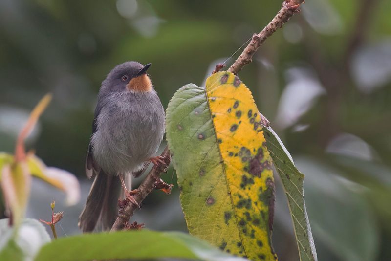 Chestnut-throated Apalis
