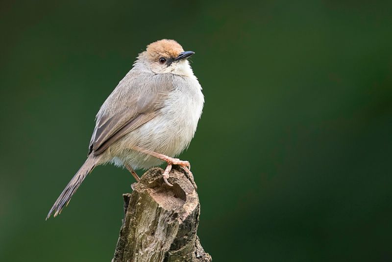 Chubb's Cisticola