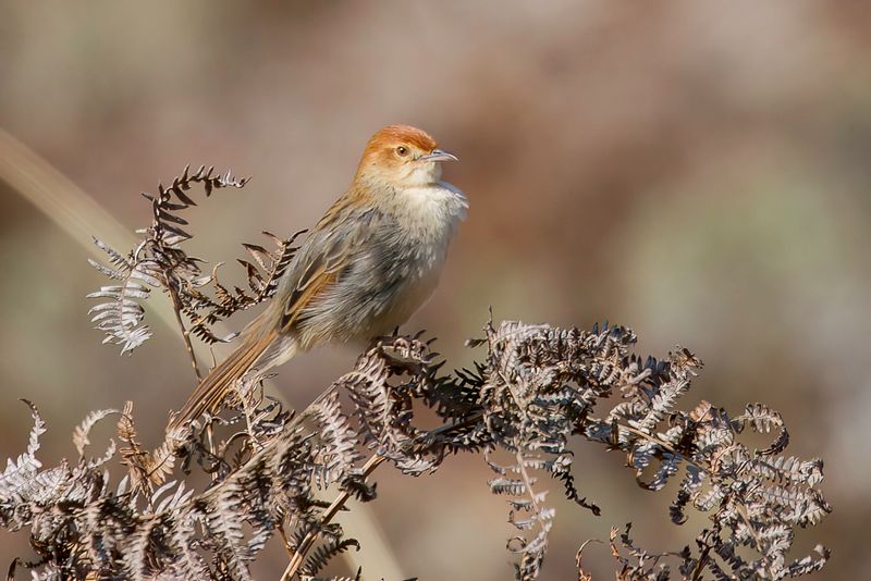 Churring Cisticola