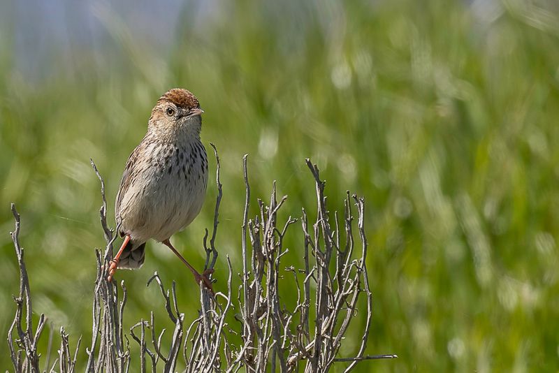 Cloud Cisticola