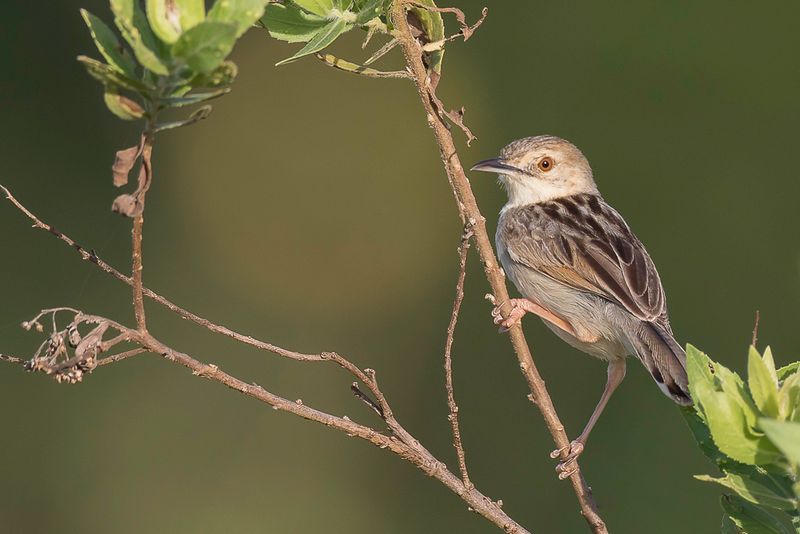 Coastal Cisticola