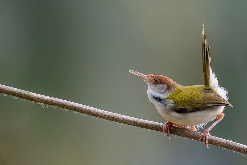 Common Tailorbird