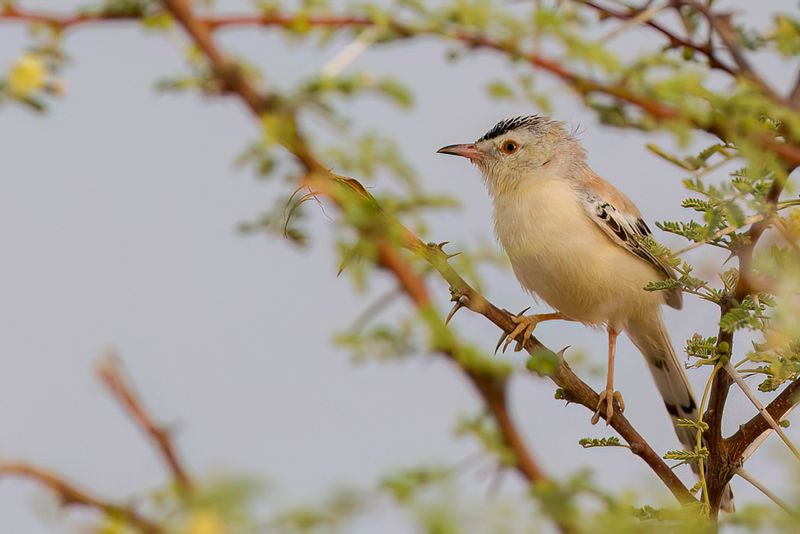 Cricket Warbler