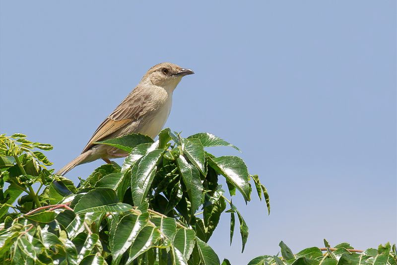 Croaking Cisticola