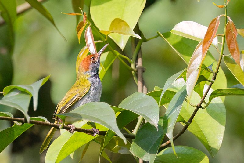 Dark-necked Tailorbird