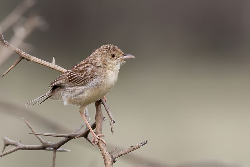 Desert Cisticola