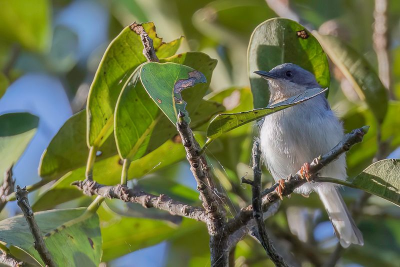 Buff-throated Apalis