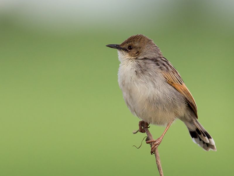 Ethiopian Cisticola