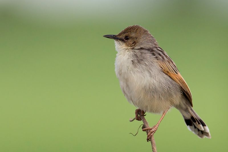 Ethiopian Cisticola